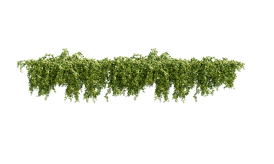 Ivy green with leaf. A trail of realistic ivy leaves. Png transparency