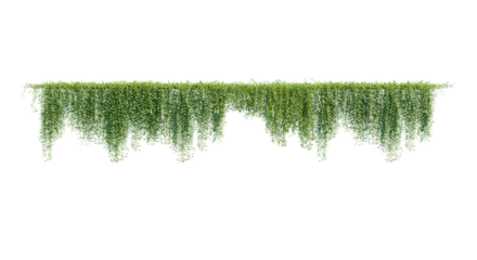Ivy green with leaf. A trail of realistic ivy leaves. Png transparency