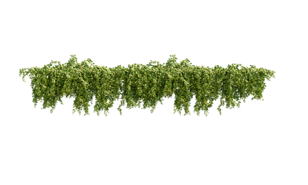 Ivy green with leaf. A trail of realistic ivy leaves. Png transparency
