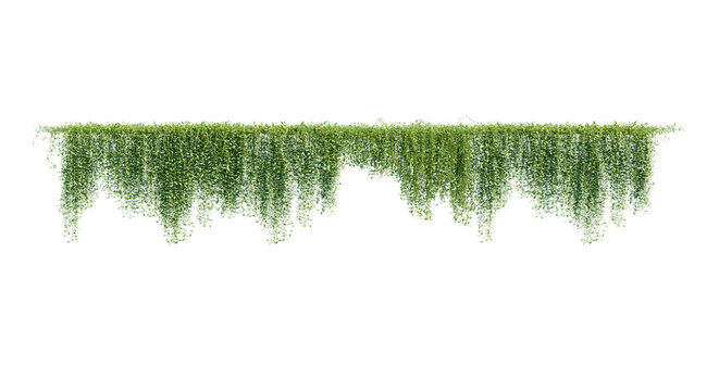 Ivy green with leaf. A trail of realistic ivy leaves. Png transparency