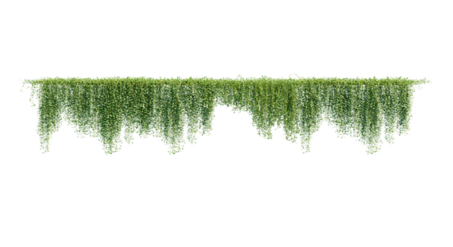 Ivy green with leaf. A trail of realistic ivy leaves. Png transparency