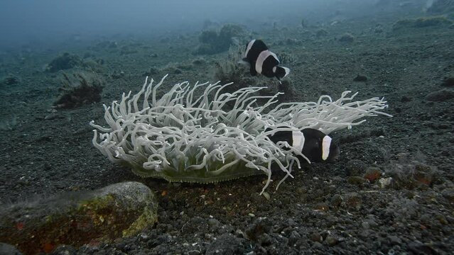 An anemone grows on the flat sandy bottom of the sea, with striped black and white fish hiding among its tentacles. Saddleback Anemonefish (Amphiprion polymnus) 12 cm. White saddle, dark tail spot.