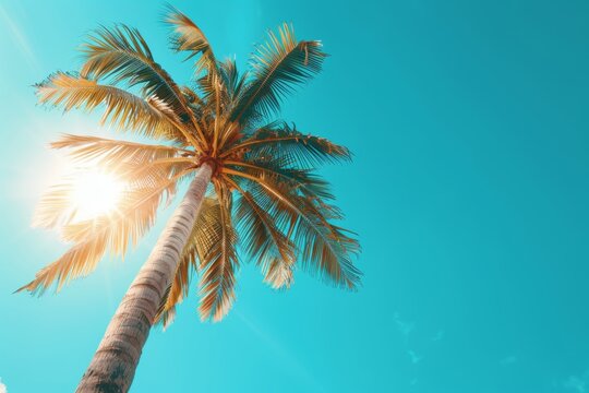 summer background tropical palm trees