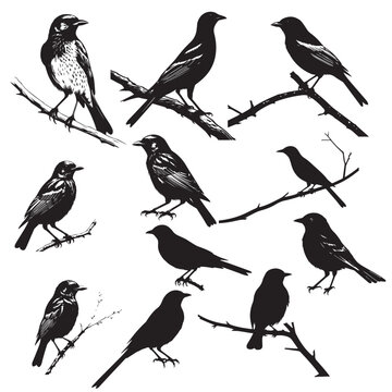 Bird silhouette black in white background vector image
