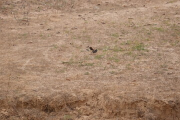 red tailed hawk