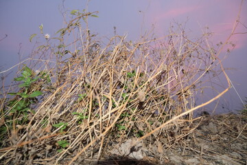 reeds in the water