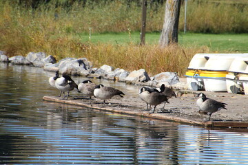 Geese On The Dock, William Hawrelak Park, Edmonton, Alberta