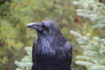 The Raven, Jasper National Park, Alberta