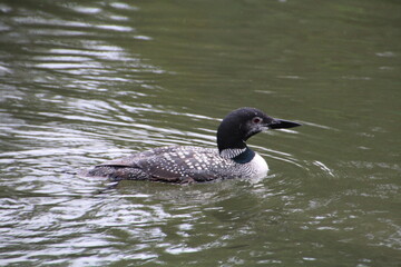 Loon In The Lake