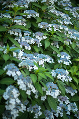梅雨の時期のアジサイの花