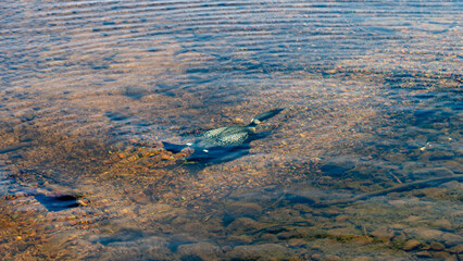 loon in water