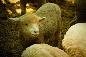 sheep and lambs