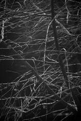 black and white background