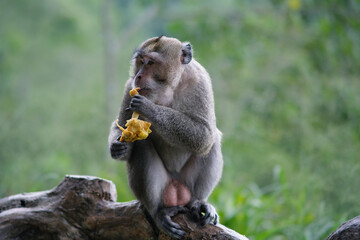 Grey long tailed monkey eating fried banana stolen from homes near the forest