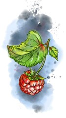 Hand drawn sketch watercolor illustration of raspberry, leaf, berry. Elements in style label, sticker, menu, package.