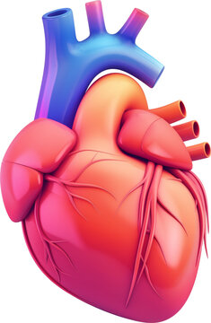 3D Illustration of human heart anatomy icon isolated.