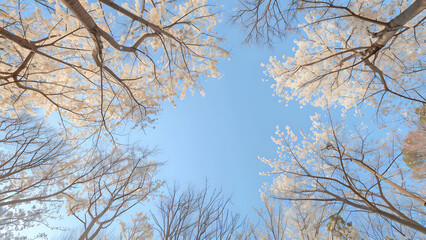 Obraz premium A spectacular view of cherry blossoms in full bloom on a warm, beautiful spring day. Feel the beauty of the cherry blossoms that herald spring.