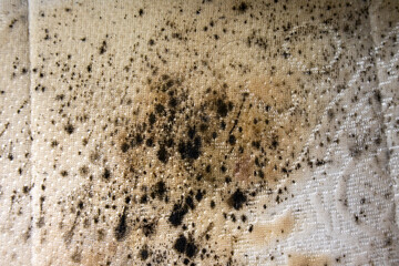 close up of danger black mold on bed sheet material