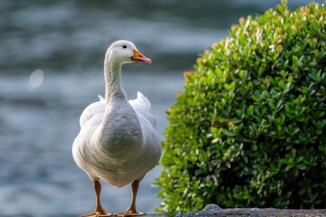 Naklejka na ściany i meble A white ornamental goose standing beside a sculpted bush.