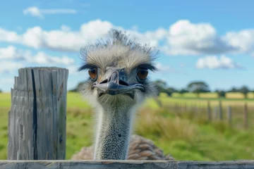 Fotobehang An ostrich with a long neck peering over a wooden fence. © evgenia_lo