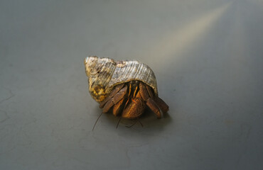 Close up shot of marine hermit crab from tropical beach of Indonesia