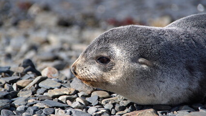 Antarctic fur seal (Arctocephalus gazella) pup on the beach at the old whaling station on Stromness, South Georgia Island