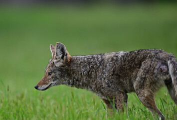 Fototapeta premium Coyote Strolling in the bush 
