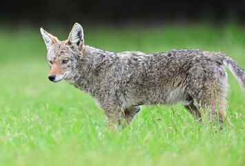 Obraz premium Coyote Strolling in the bush 