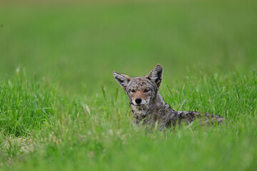 Coyote Strolling in the bush 