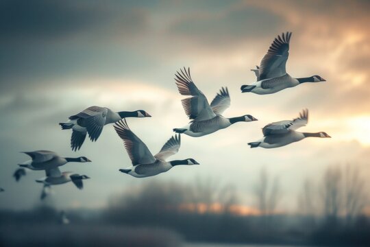Geese in flight against a moody sky at dusk.