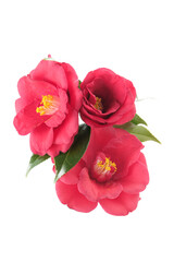 Obraz na płótnie Canvas flowers of camellia japonica isolated on a white background