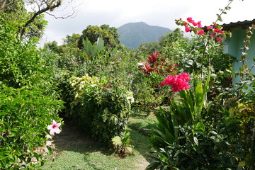 Garten mit blühenden tropischen Büschen in El Valle de Antón in der Caldera in den tropischen Bergen in Panama