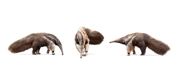 collection, Giant anteater isolated on White Background. clipping path included. Anteater zoo animal walking facing side. Giant Anteater, Myrmecophaga tridactyla, animal with long tail ane long nose. - obrazy, fototapety, plakaty