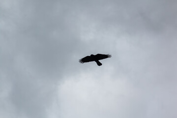 Crow in flight