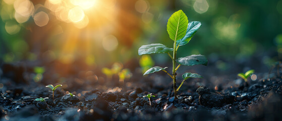 A young plant thriving under the sun's rays, symbolizing the connection between the environment and ecology, Ai generated image