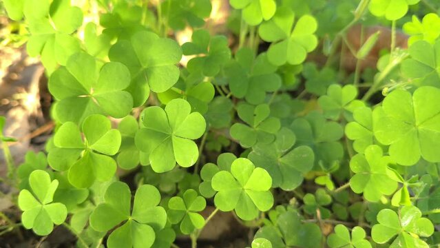 Creeping woodsorrel St. Patrick's Day bacground slow motion 240fps
