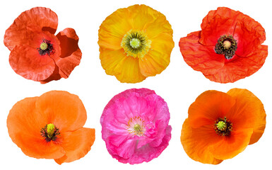 set of poppies isolated on white background