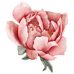 watercolor drawing peony flower isolated at white background, hand drawn botanical illustration