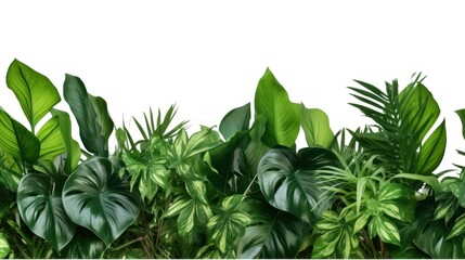 Tropical Green Leaves foliage on white background 