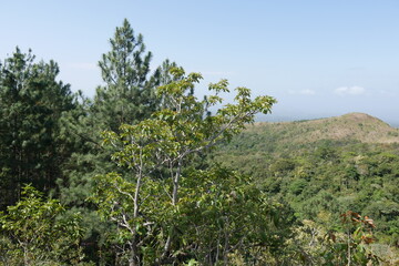 Fototapeta na wymiar Kiefernwald in den Bergen von El Valle de Antón in Panama