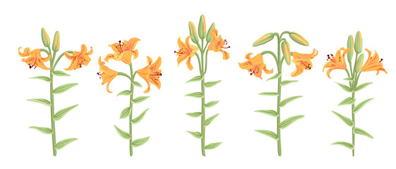 tiger lilies, vector drawing flowers at white background, hand drawn botanical illustration