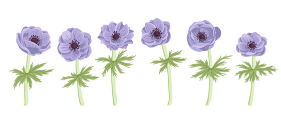 blue anemones, windflowers,, vector drawing flowers at white background, hand drawn botanical illustration