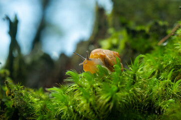 Small air-breathing land snail Succinea putris
