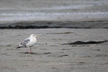 Hybrid gull (Western and Glaucous-winged) in Bodega Bay at low tide
