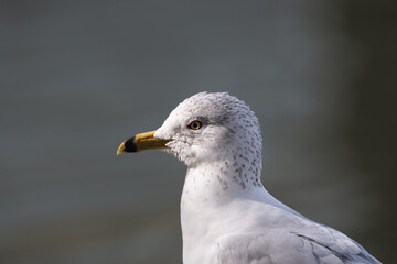 Ring-billed Gull portrait at Howarth Park