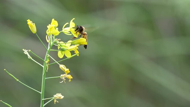 Super Slow motion of honeybee busy in rape seed and flying away flower in spring field 240fps slow motion