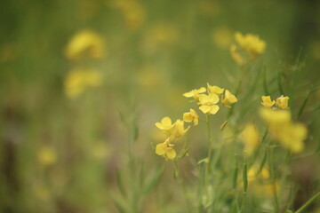 春の花（大勢の中の個々の花）
