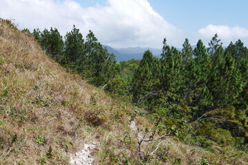 Kiefernwald in den Bergen von El Valle de Antón in Panama