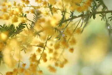 ミモザの花