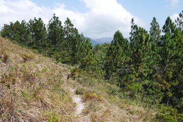 Kiefernwald in den Bergen von El Valle de Ant&oacute;n in Panama